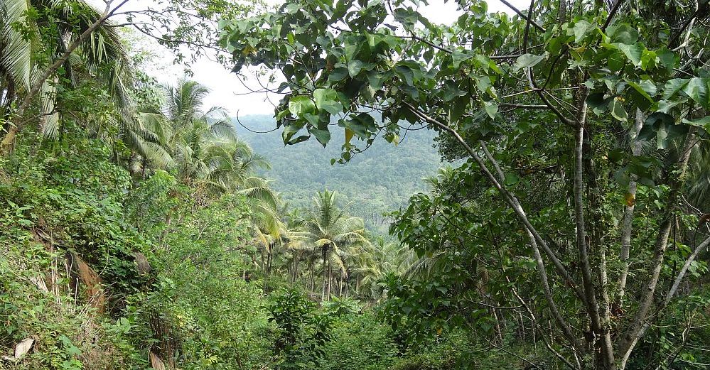 Indien auf der Plantage Thonikadavu 2